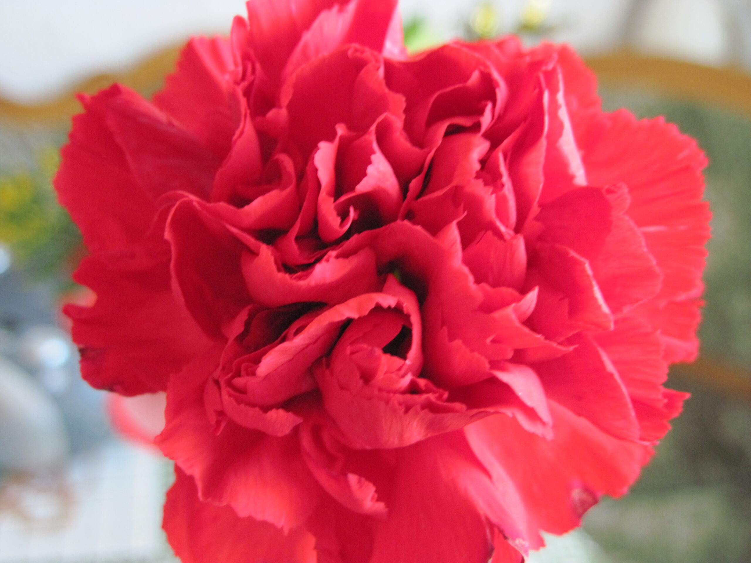 https://commons.wikimedia.org/wiki/File:%D0%93%D0%B2%D0%BE%D0%B7%D0%B4%D0%B8%D0%BA%D0%B0_en_face_(Dianthus_caryophyllus).jpg