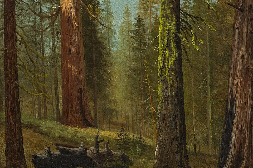 The_Grizzly_Giant_Sequoia,_Mariposa_Grove,_California_LACMA_53.30_(1_of_2)